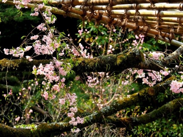 ＊ 京都桜巡り観光旅行_b0204819_20272047.jpg