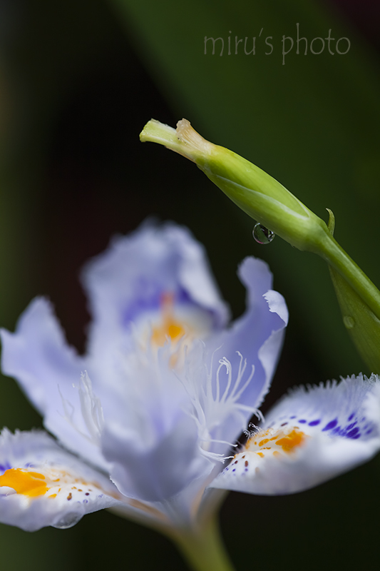 雨あがりのシャガ。_c0037519_23414496.jpg