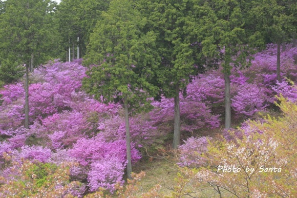 2018　三つ葉ツツジ-善住禅寺-_c0201929_07285423.jpg