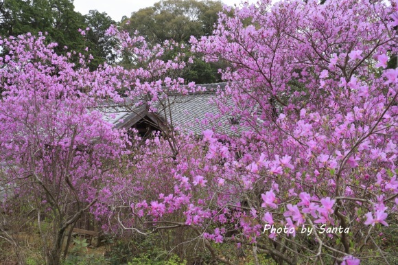 2018　三つ葉ツツジ-善住禅寺-_c0201929_07285611.jpg