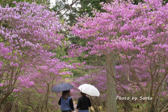 2018　三つ葉ツツジ-善住禅寺-_c0201929_07285642.jpg