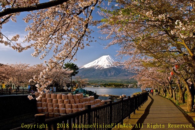 世界遺産富士山２０１８年4月の風景　山中湖の夕暮れ〜河口湖の桜_b0065730_19274713.jpg