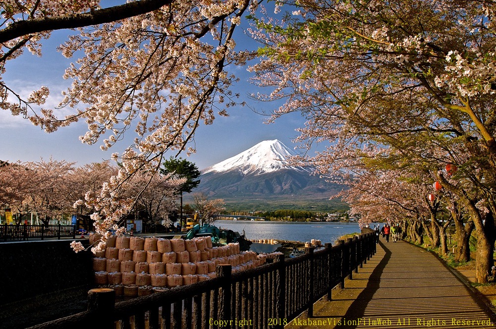 世界遺産富士山２０１８年4月の風景　山中湖の夕暮れ〜河口湖の桜_b0065730_19352216.jpg