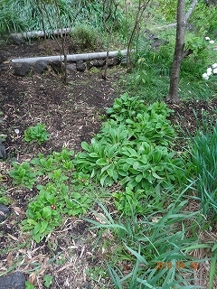 c0147935_21031441.jpg