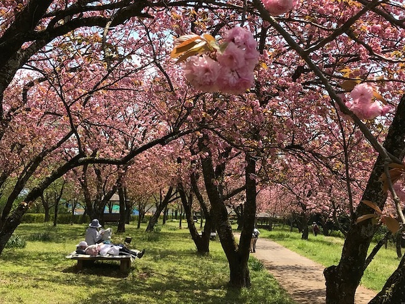 八重桜が見頃だよ_c0171849_17260784.jpg