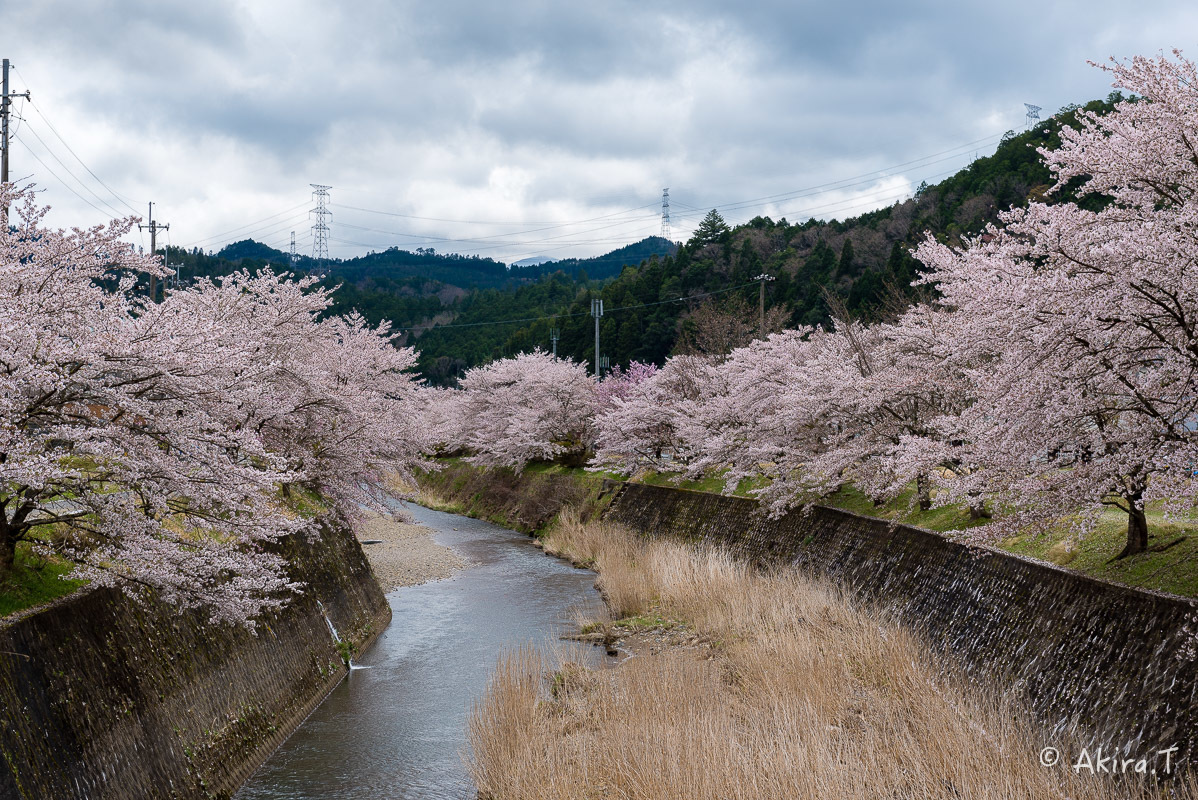 京都の桜 2018 〜6〜_f0152550_23234401.jpg
