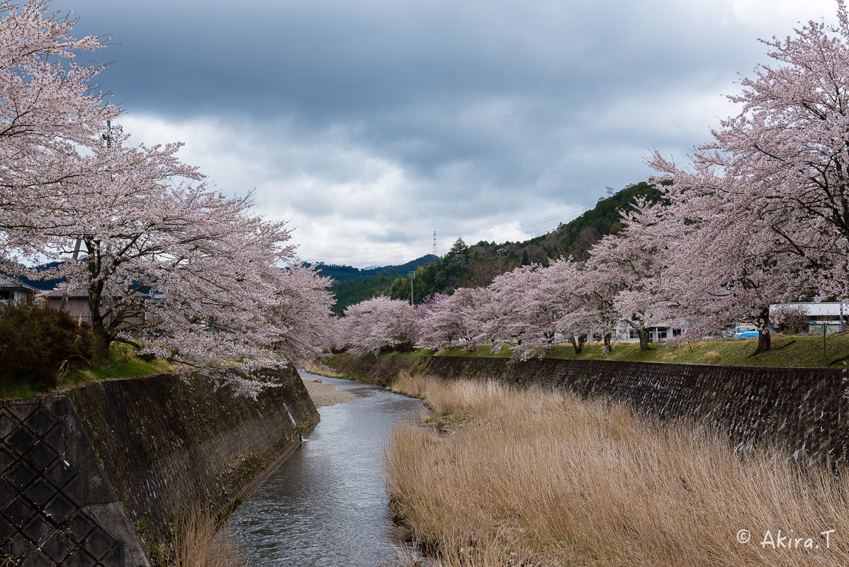 京都の桜 2018 〜6〜_f0152550_23235376.jpg