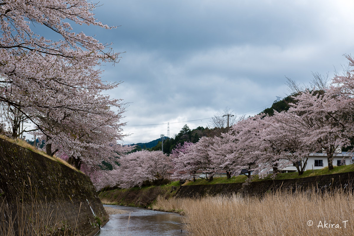 京都の桜 2018 〜6〜_f0152550_23235974.jpg