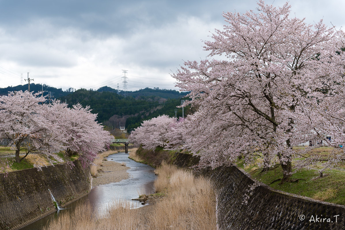 京都の桜 2018 〜6〜_f0152550_23240685.jpg
