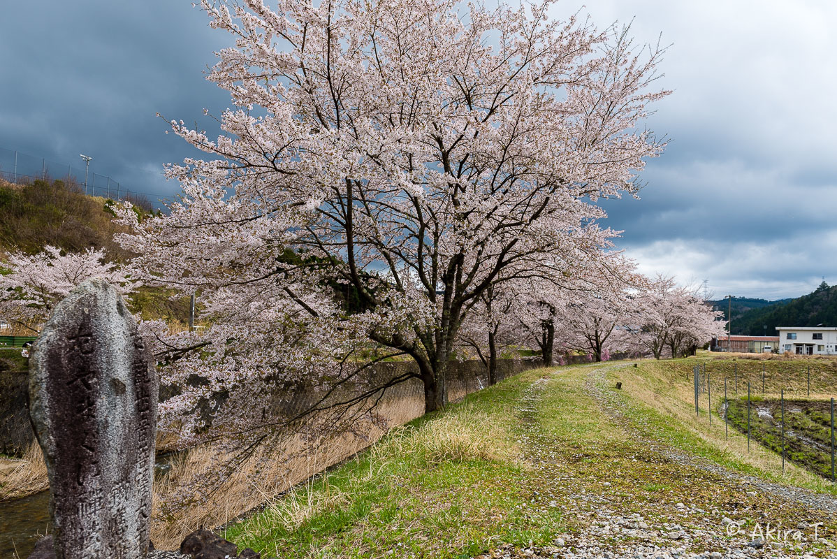 京都の桜 2018 〜6〜_f0152550_23241421.jpg