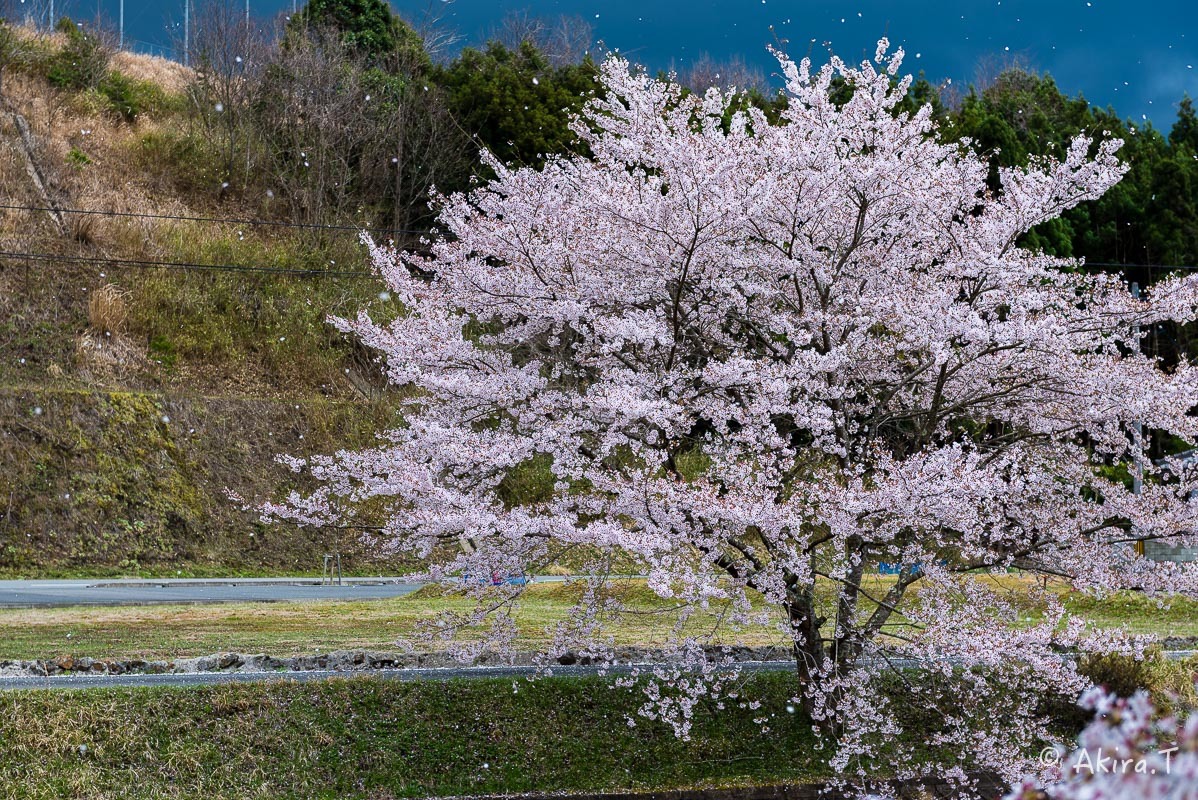 京都の桜 2018 〜6〜_f0152550_23242105.jpg