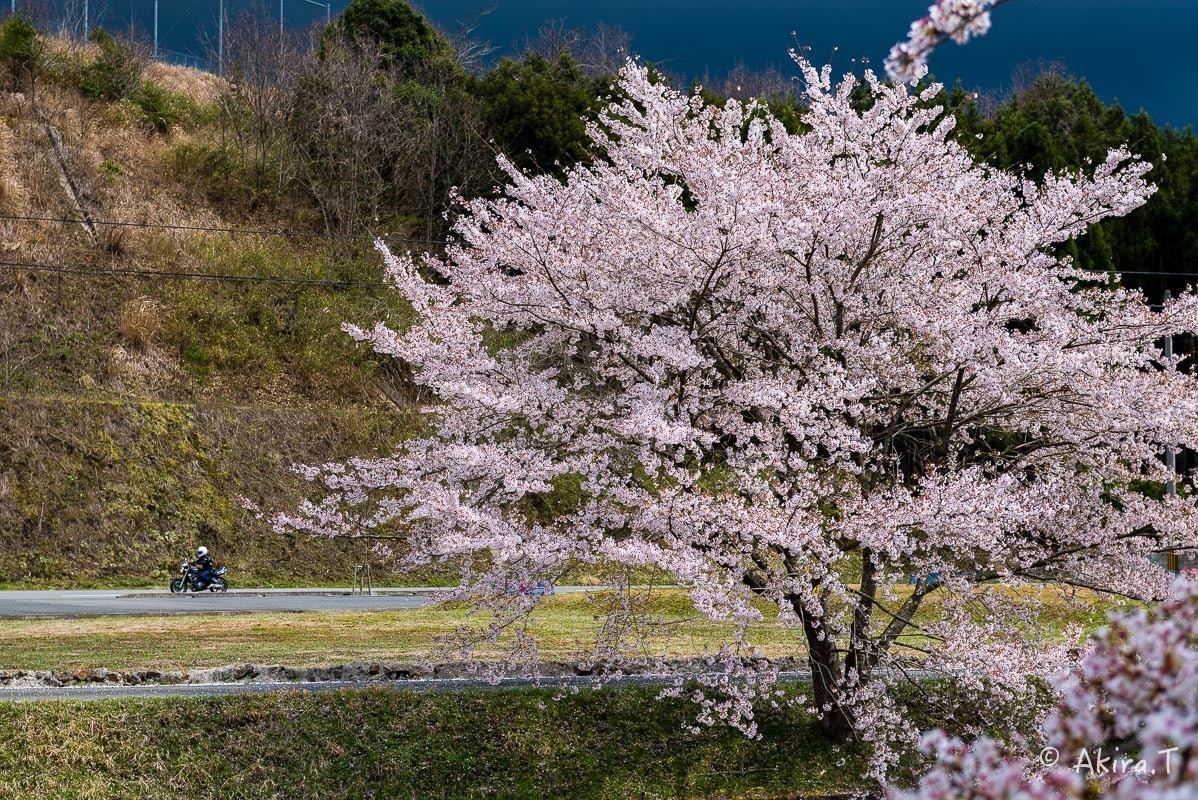 京都の桜 2018 〜6〜_f0152550_23242844.jpg
