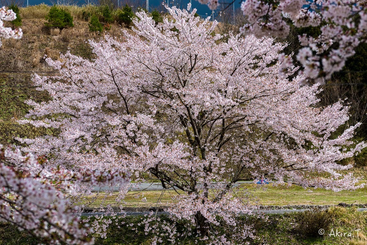 京都の桜 2018 〜6〜_f0152550_23243594.jpg