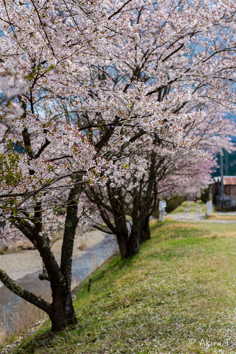 京都の桜 2018 〜6〜_f0152550_23244351.jpg