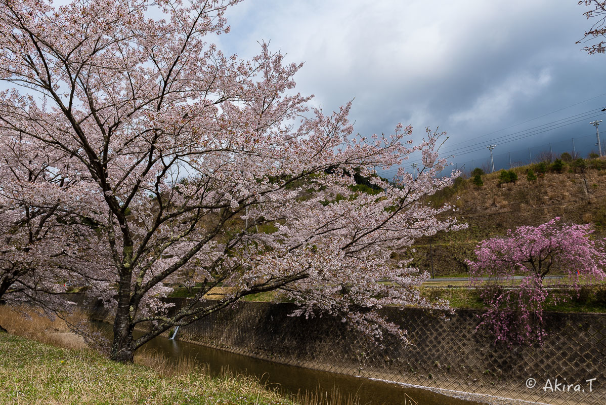 京都の桜 2018 〜6〜_f0152550_23244955.jpg