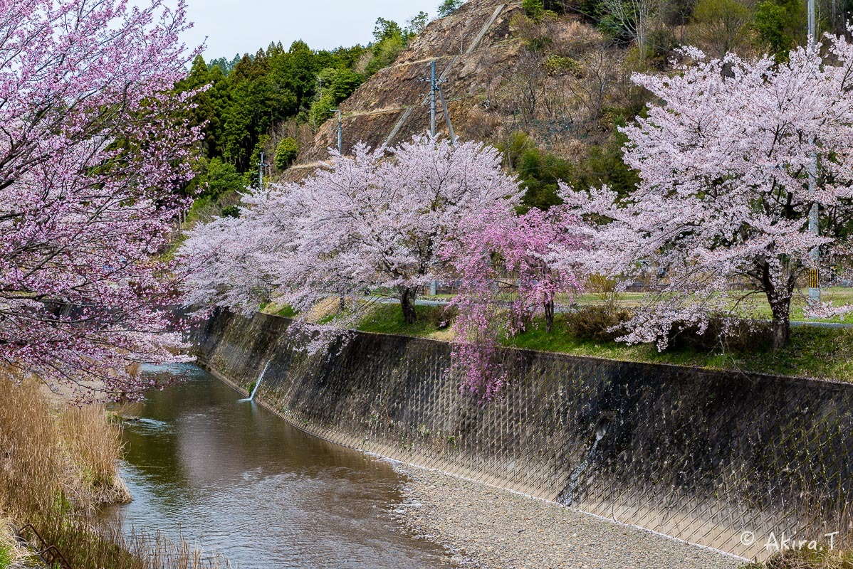 京都の桜 2018 〜6〜_f0152550_23254418.jpg