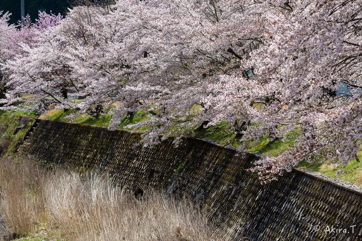 京都の桜 2018 〜6〜_f0152550_23255121.jpg