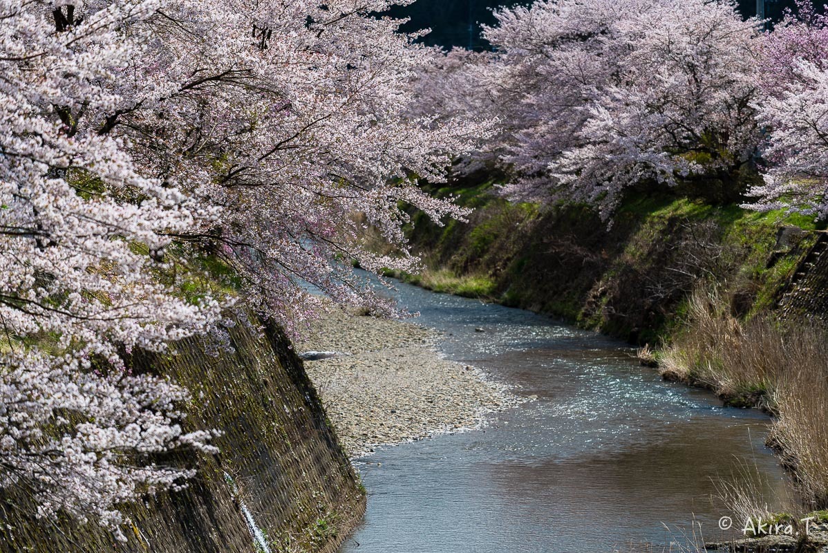 京都の桜 2018 〜6〜_f0152550_23255855.jpg