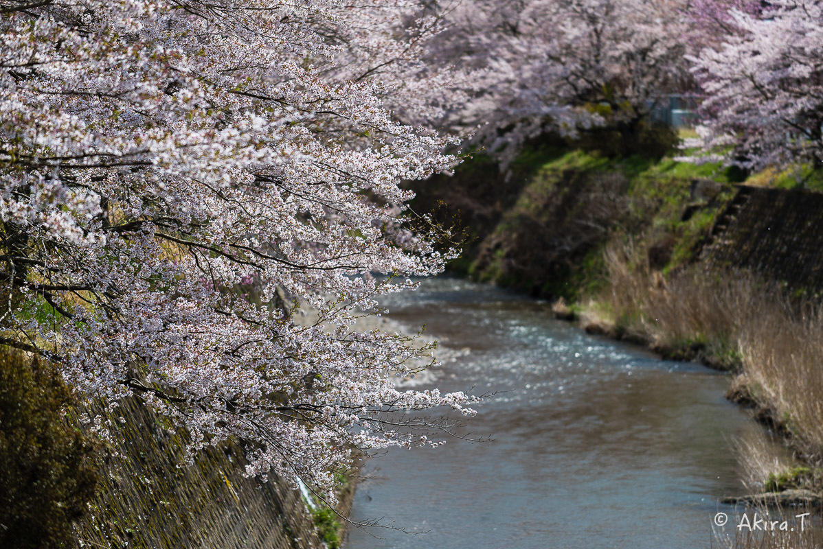 京都の桜 2018 〜6〜_f0152550_23260592.jpg