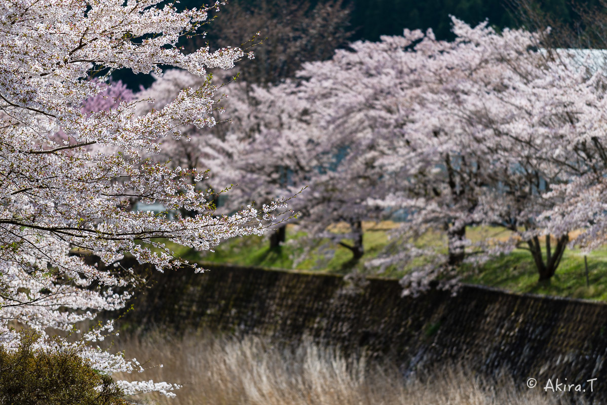 京都の桜 2018 〜6〜_f0152550_23261255.jpg