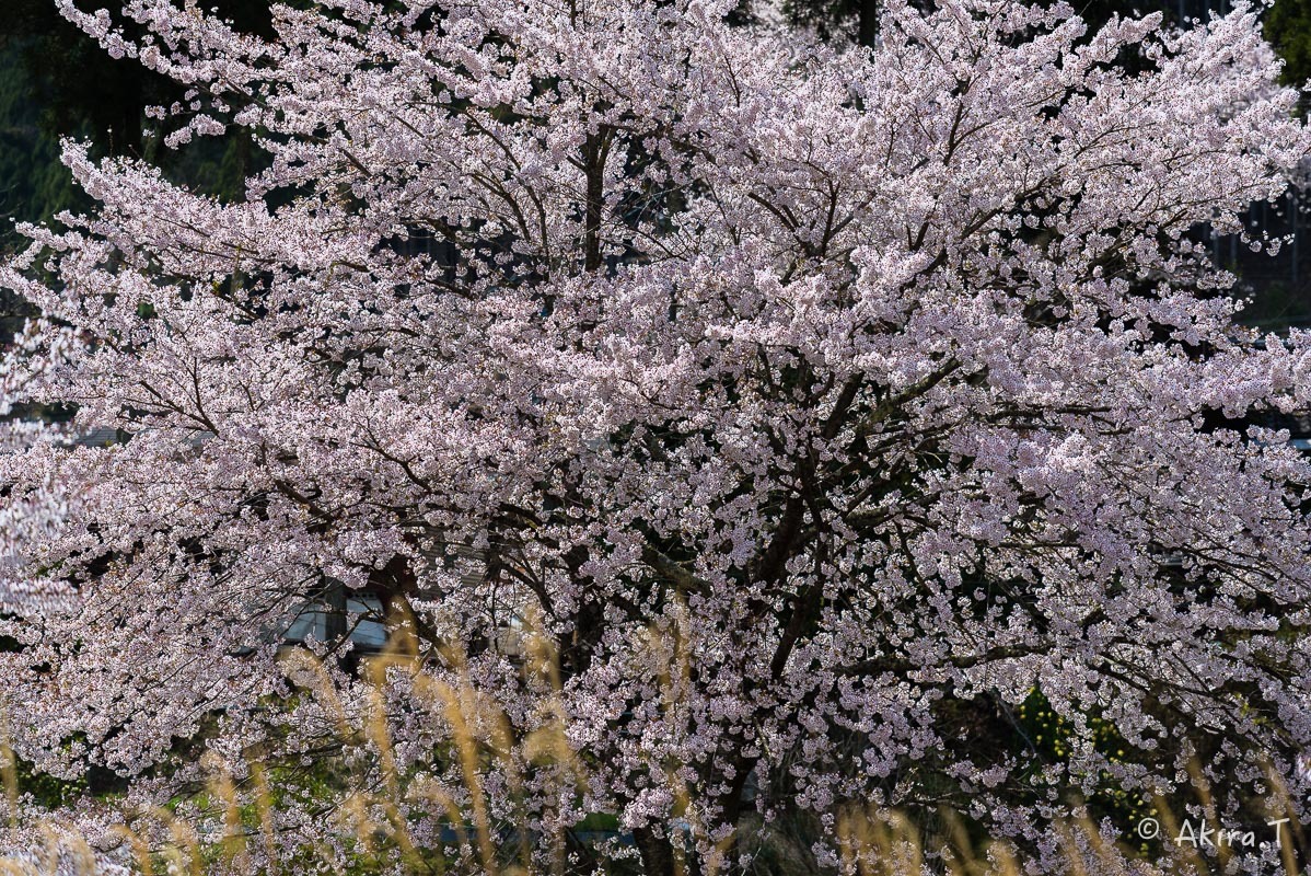 京都の桜 2018 〜6〜_f0152550_23262045.jpg