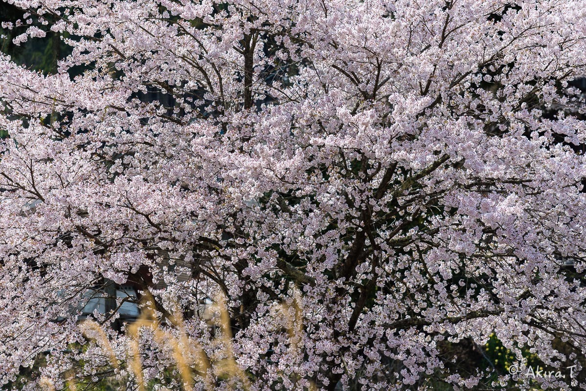 京都の桜 2018 〜6〜_f0152550_23262870.jpg