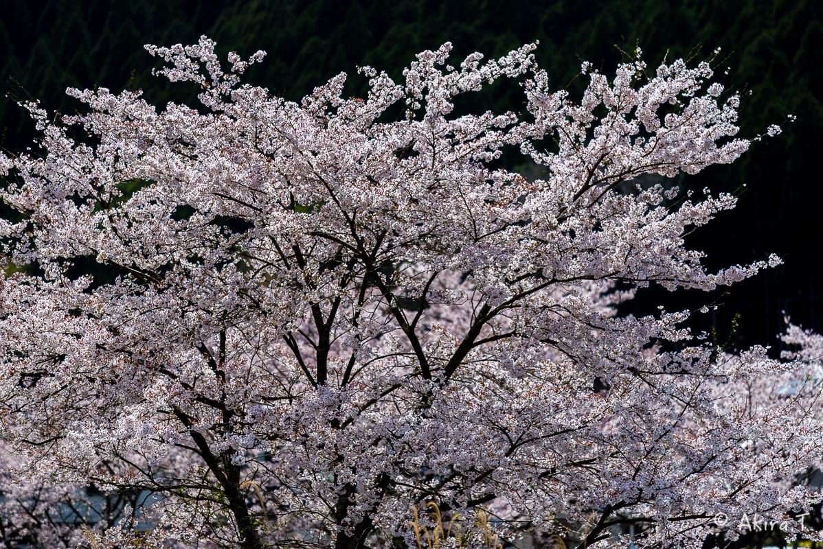 京都の桜 2018 〜6〜_f0152550_23263362.jpg