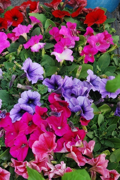 花苗、や花鉢も入荷しています。_a0201358_17291486.jpg
