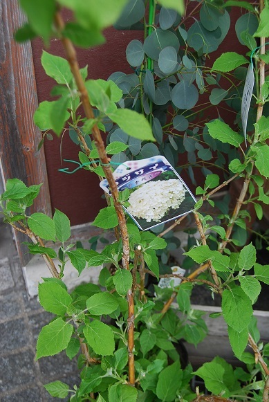 花苗、や花鉢も入荷しています。_a0201358_17313868.jpg