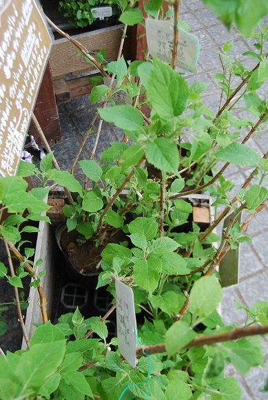 花苗、や花鉢も入荷しています。_a0201358_17315321.jpg