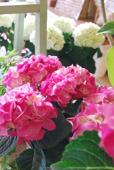 花苗、や花鉢も入荷しています。_a0201358_18163782.jpg