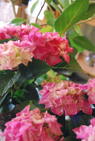 花苗、や花鉢も入荷しています。_a0201358_18164825.jpg