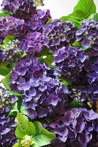 花苗、や花鉢も入荷しています。_a0201358_18200454.jpg