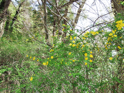 f0140773_16103603.gif