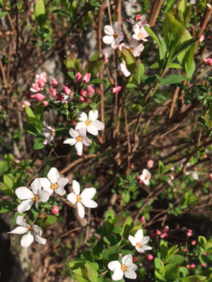 f0140773_16240655.gif