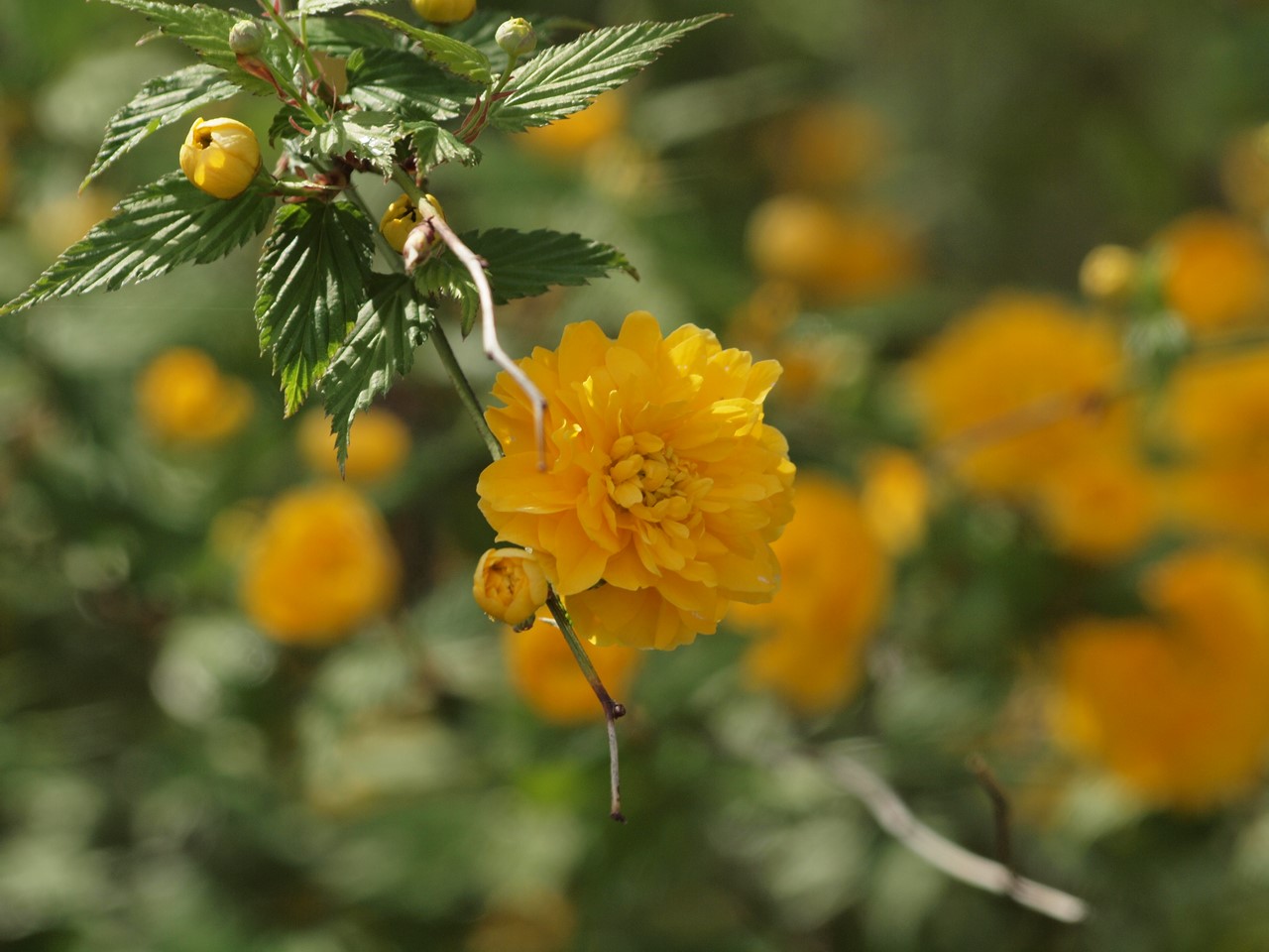 『カロライナ・ジャスミンやブルンネ・ラマクロフィラやフレンチラベンダー等の花達･････』_d0054276_19534466.jpg