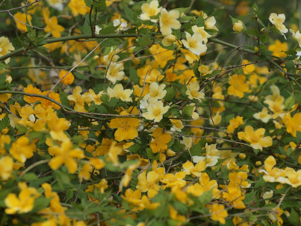 『カロライナ・ジャスミンやブルンネ・ラマクロフィラやフレンチラベンダー等の花達･････』_d0054276_19535517.jpg