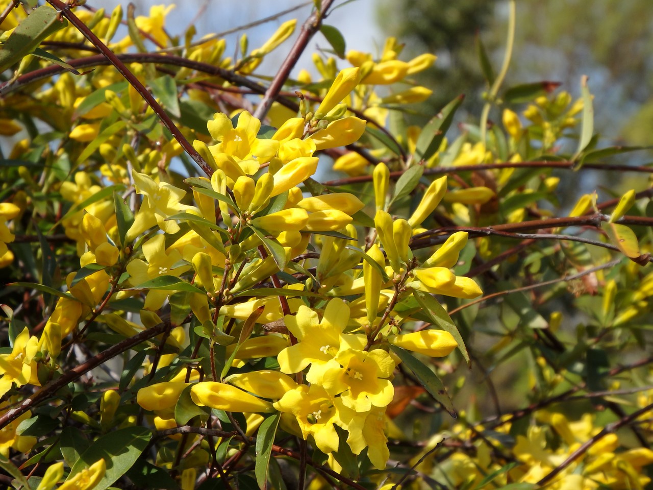 『カロライナ・ジャスミンやブルンネ・ラマクロフィラやフレンチラベンダー等の花達･････』_d0054276_1953930.jpg