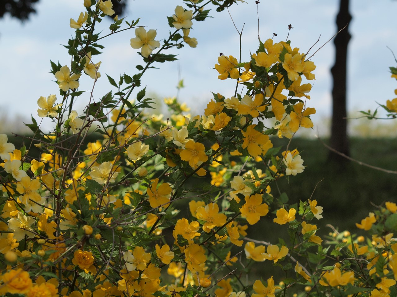 『カロライナ・ジャスミンやブルンネ・ラマクロフィラやフレンチラベンダー等の花達･････』_d0054276_1954519.jpg