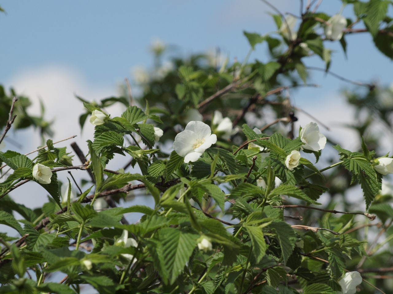 『カロライナ・ジャスミンやブルンネ・ラマクロフィラやフレンチラベンダー等の花達･････』_d0054276_19551970.jpg