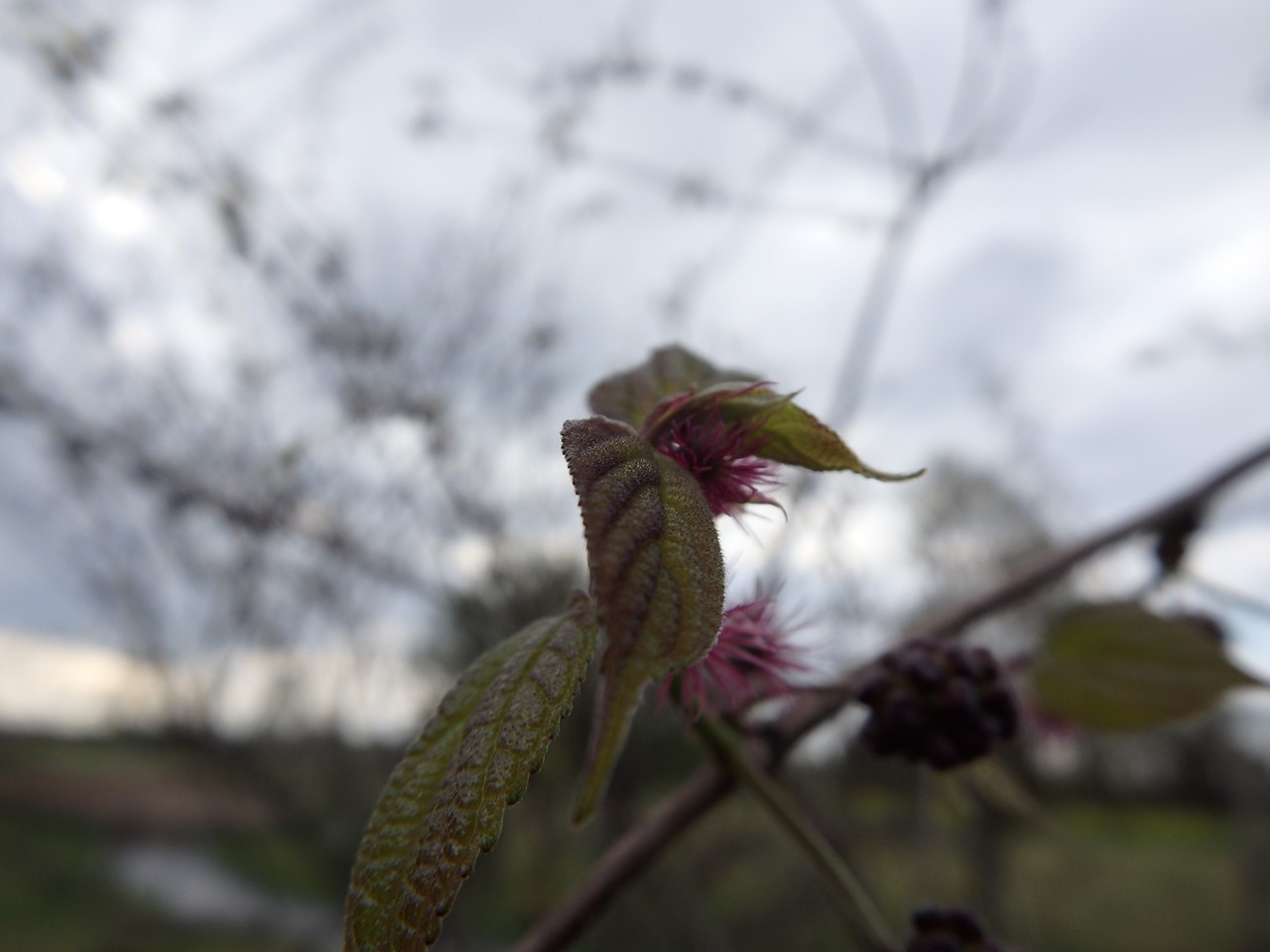 『カロライナ・ジャスミンやブルンネ・ラマクロフィラやフレンチラベンダー等の花達･････』_d0054276_19562471.jpg