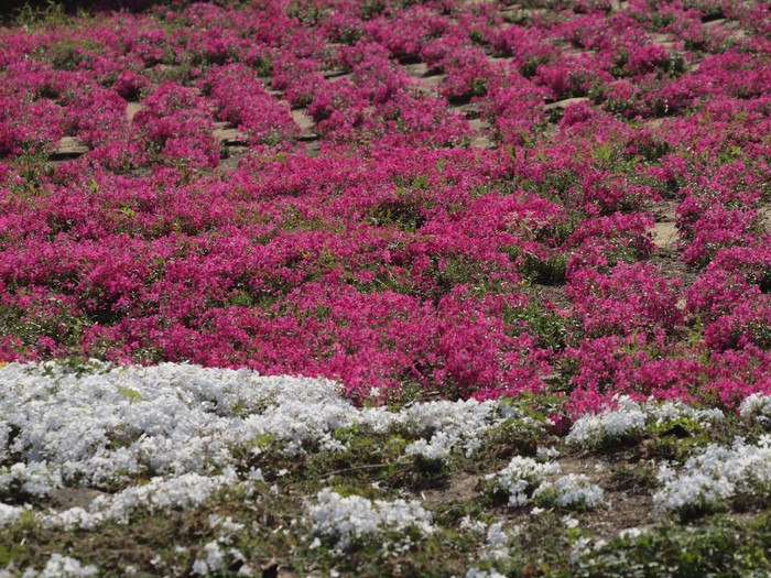 『カロライナ・ジャスミンやブルンネ・ラマクロフィラやフレンチラベンダー等の花達･････』_d0054276_2002649.jpg