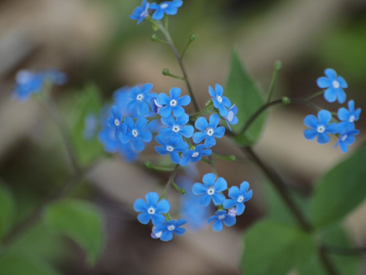 『カロライナ・ジャスミンやブルンネ・ラマクロフィラやフレンチラベンダー等の花達･････』_d0054276_2003628.jpg