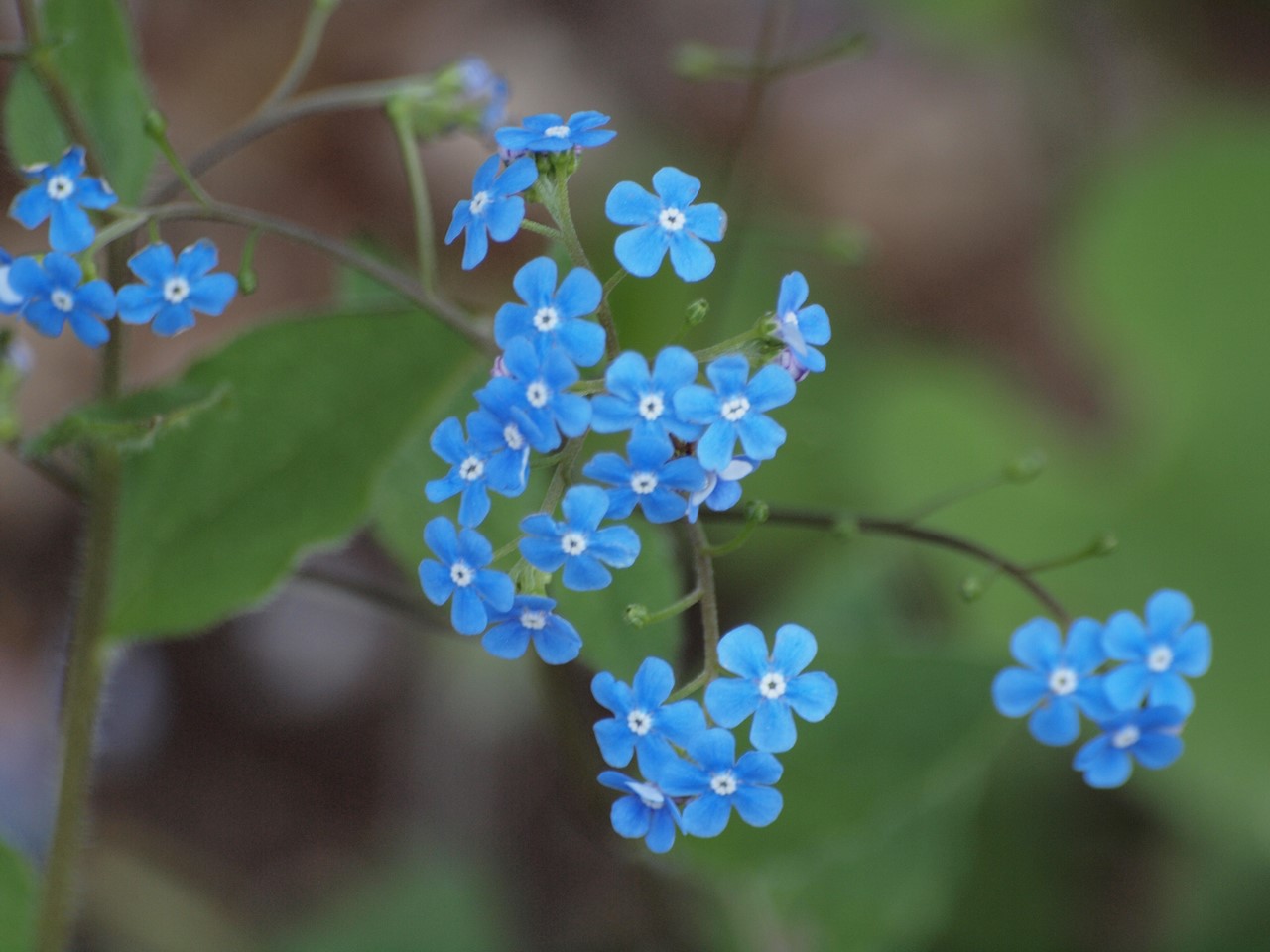 『カロライナ・ジャスミンやブルンネ・ラマクロフィラやフレンチラベンダー等の花達･････』_d0054276_2005052.jpg