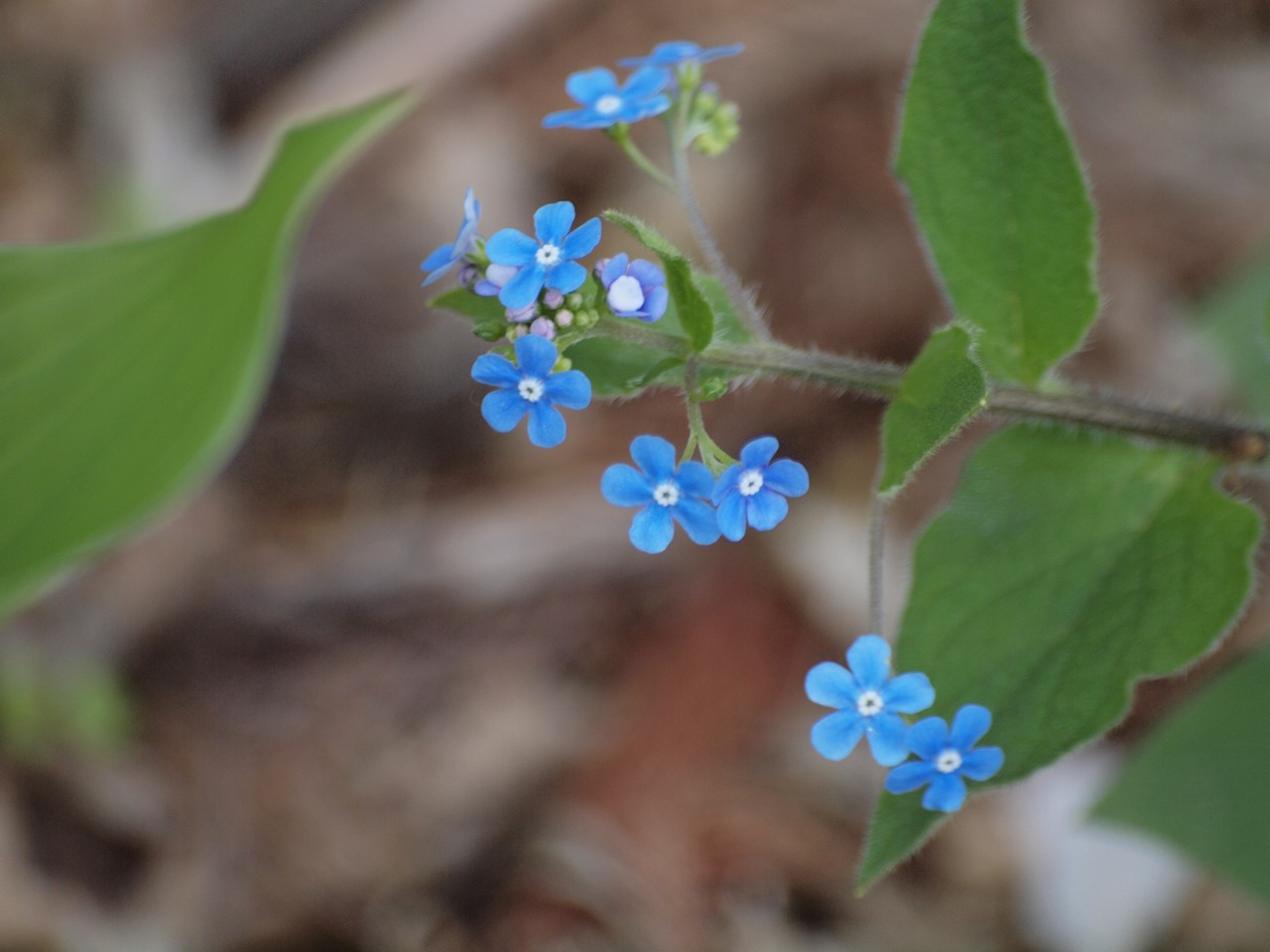 『カロライナ・ジャスミンやブルンネ・ラマクロフィラやフレンチラベンダー等の花達･････』_d0054276_201251.jpg