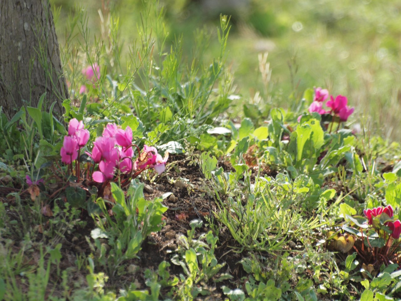 『カロライナ・ジャスミンやブルンネ・ラマクロフィラやフレンチラベンダー等の花達･････』_d0054276_2015398.jpg