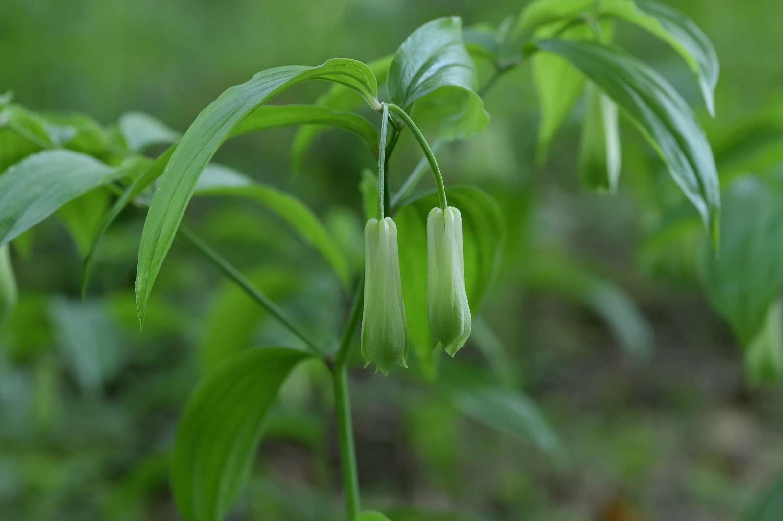 奥多摩方面の花_d0328977_19393973.jpg