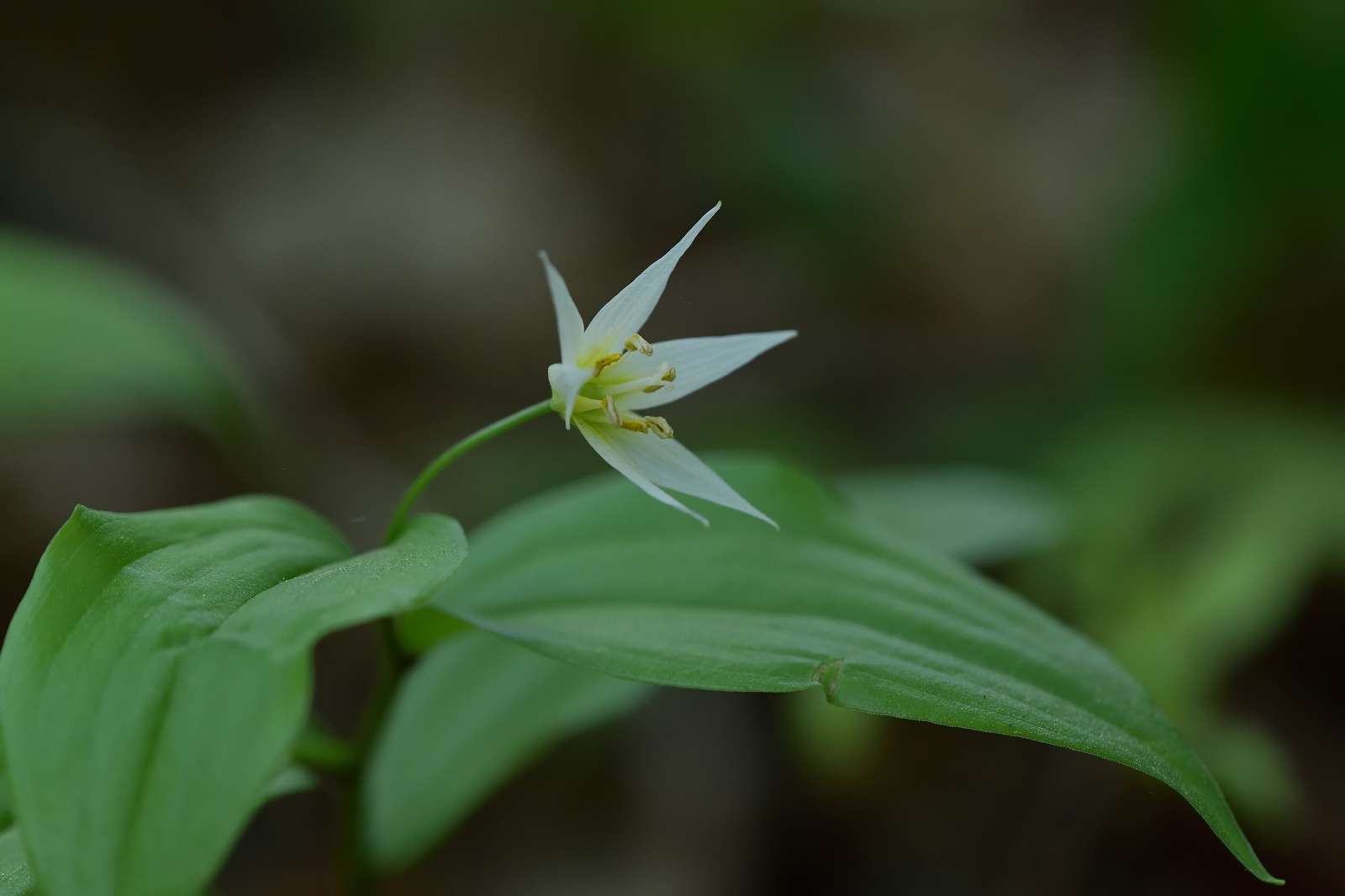 奥多摩方面の花_d0328977_19395399.jpg