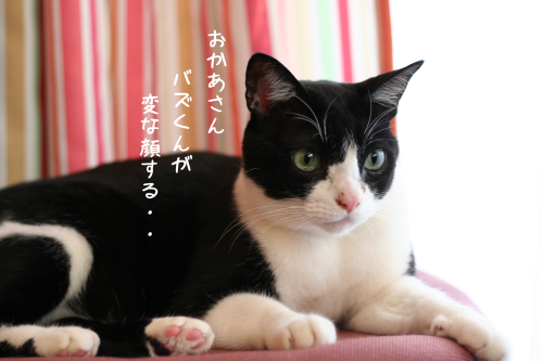 a0216583_23381741.png