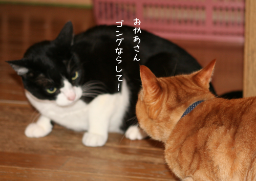 a0216583_23383149.png